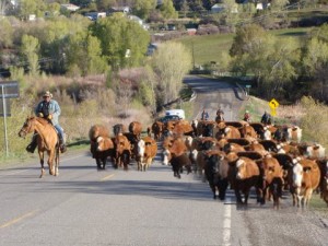 Sunday morning traffic jam, Crawford Colorado